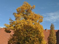 malbork-chateau-moyen-photo32-531x800