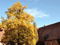 malbork-chateau-moyen-photo34-531x800